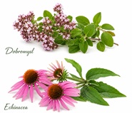 Dobromysl a Echinacea